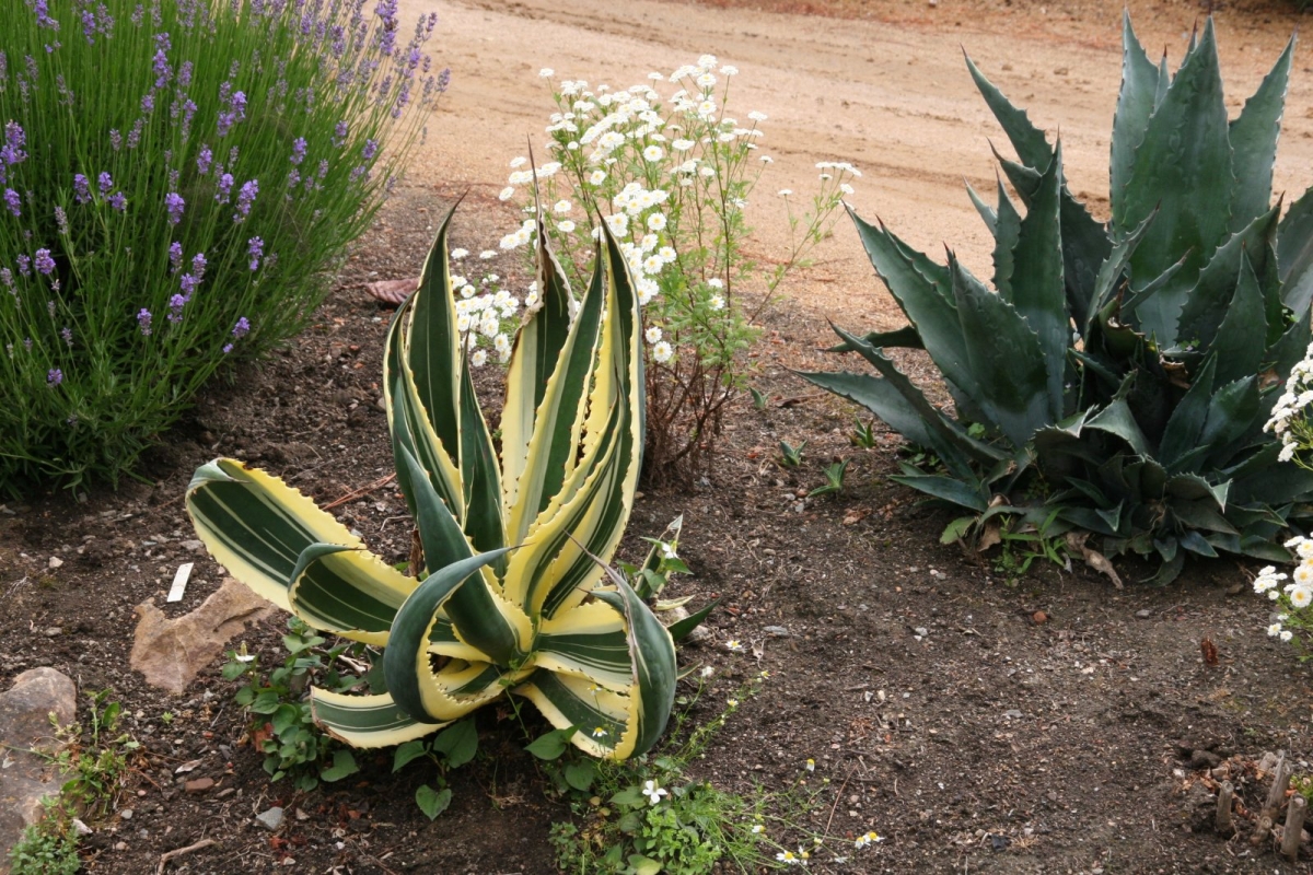 Agave panaché