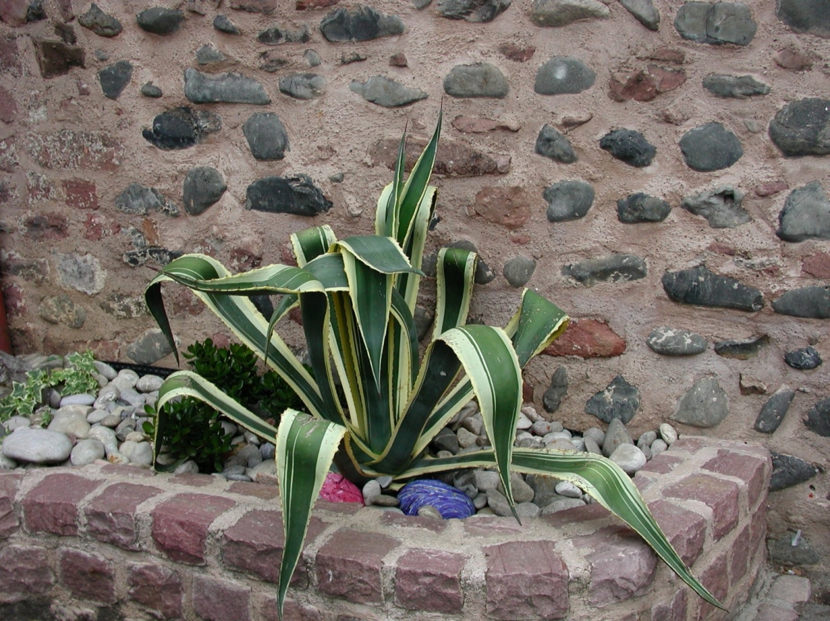 Agave panaché