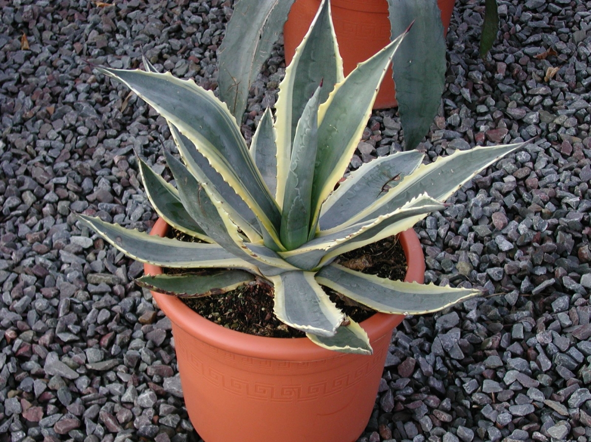 Agave panaché