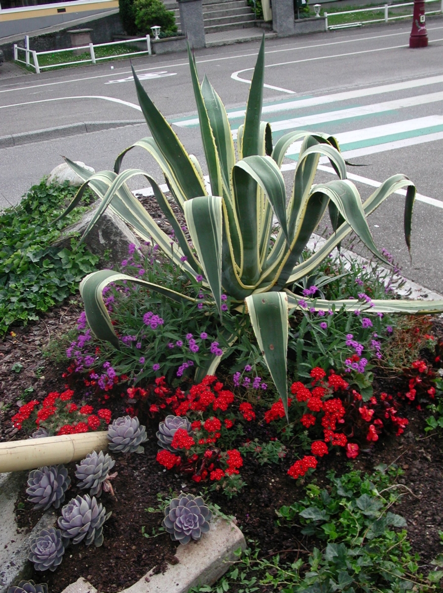 Agave panaché