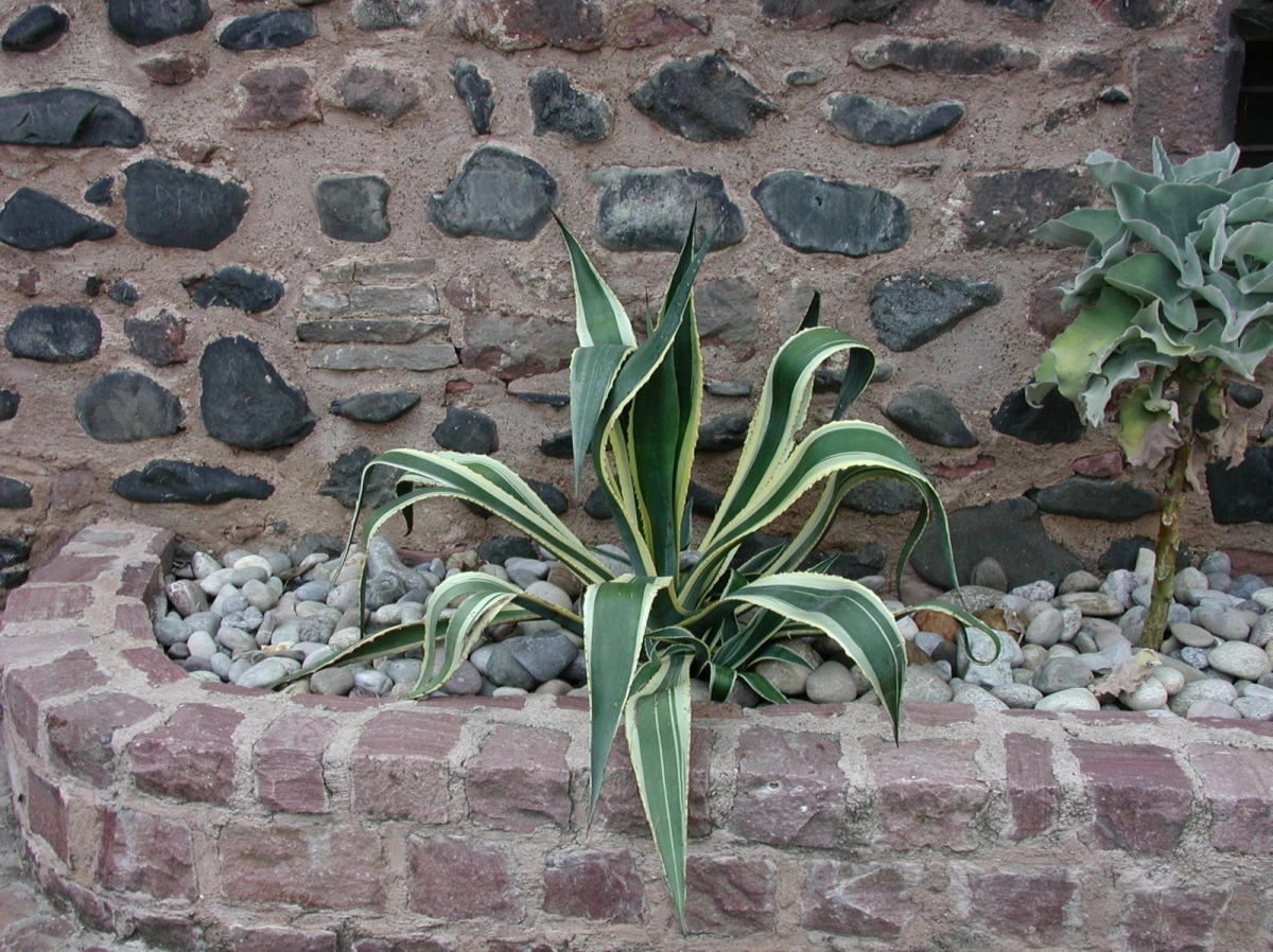 Agave panaché