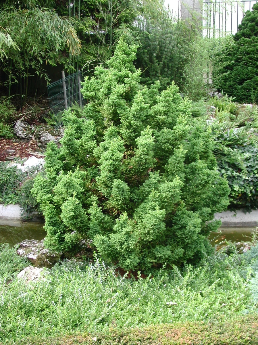 Cryptomeria du Japon 'Bandai Sugi'