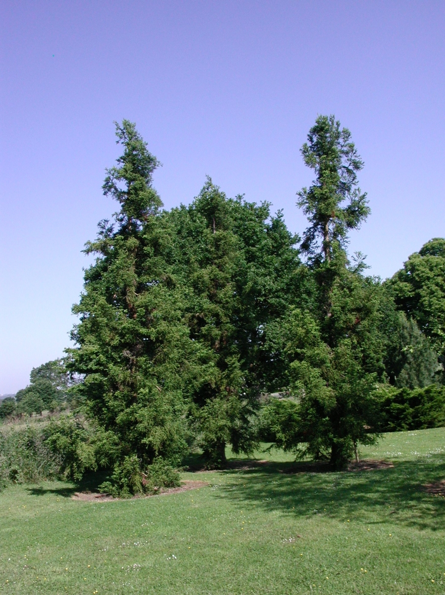 Cryptomeria du Japon 'Bandai Sugi'