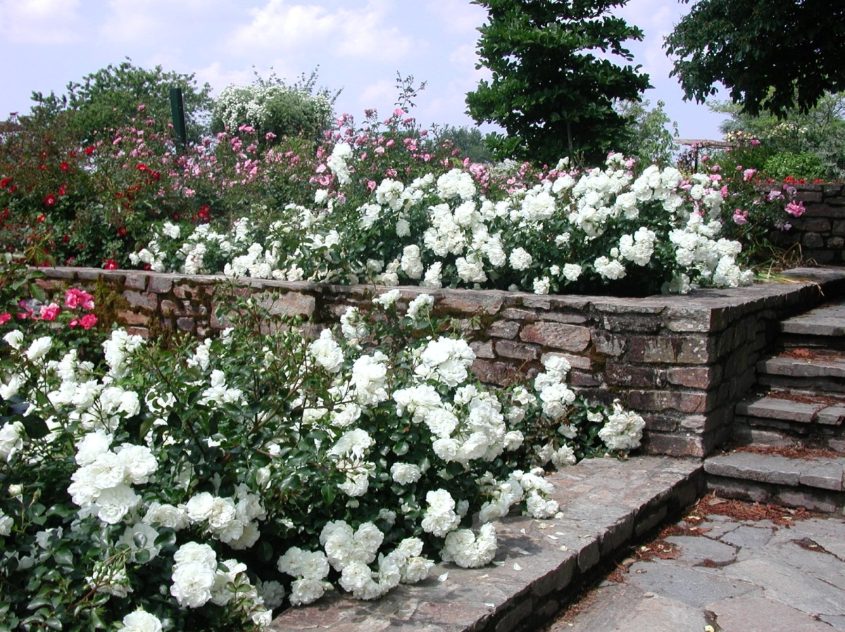 Rosa 'Bisous de Neige'