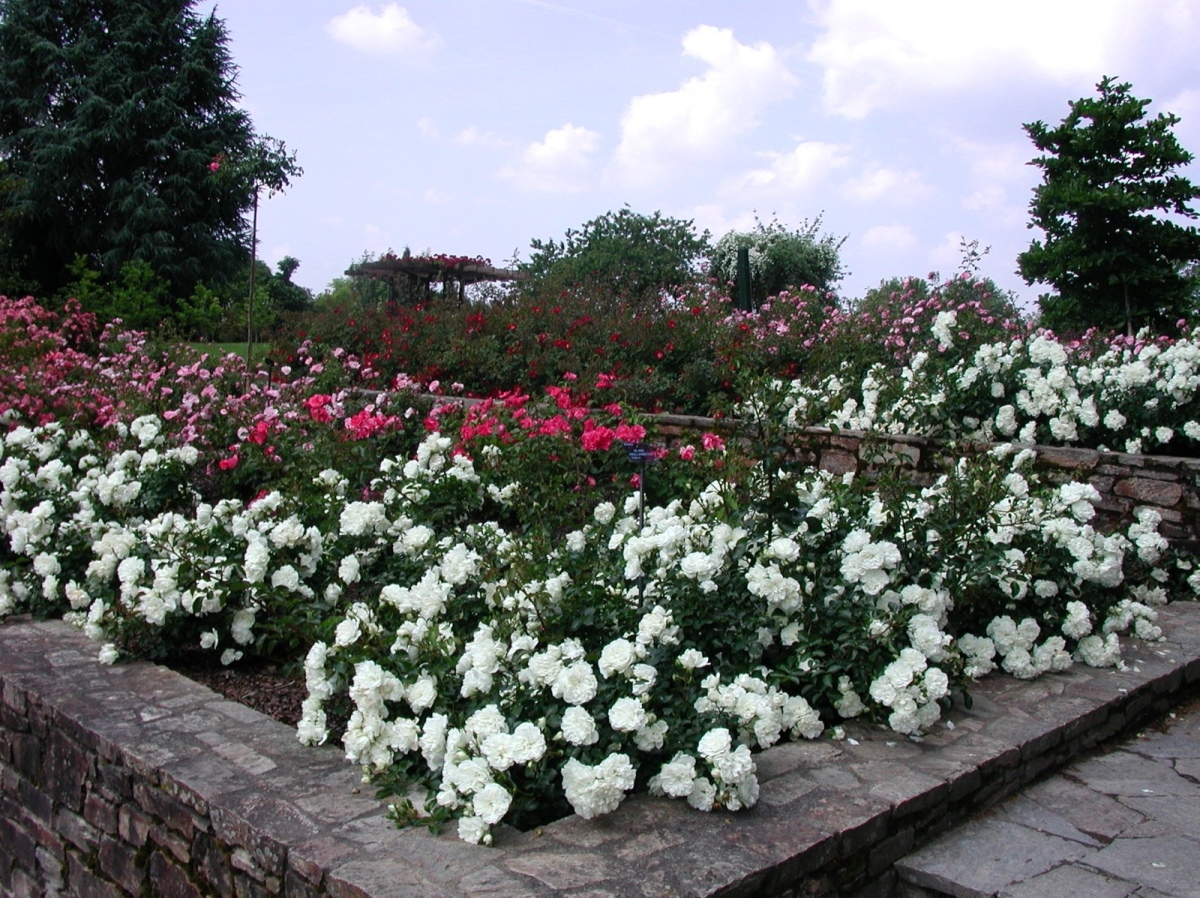 Rosa 'Bisous de Neige'
