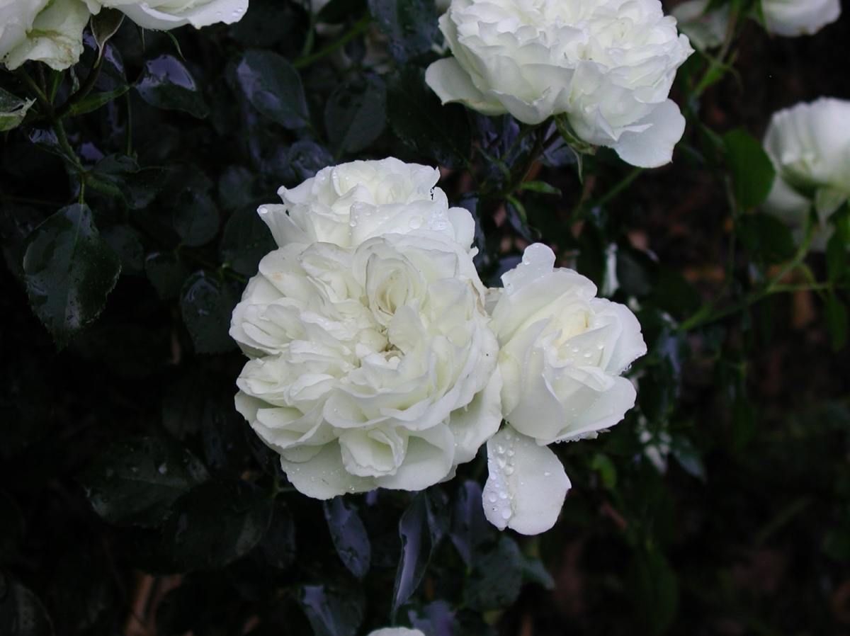 Rosa 'Bisous de Neige'