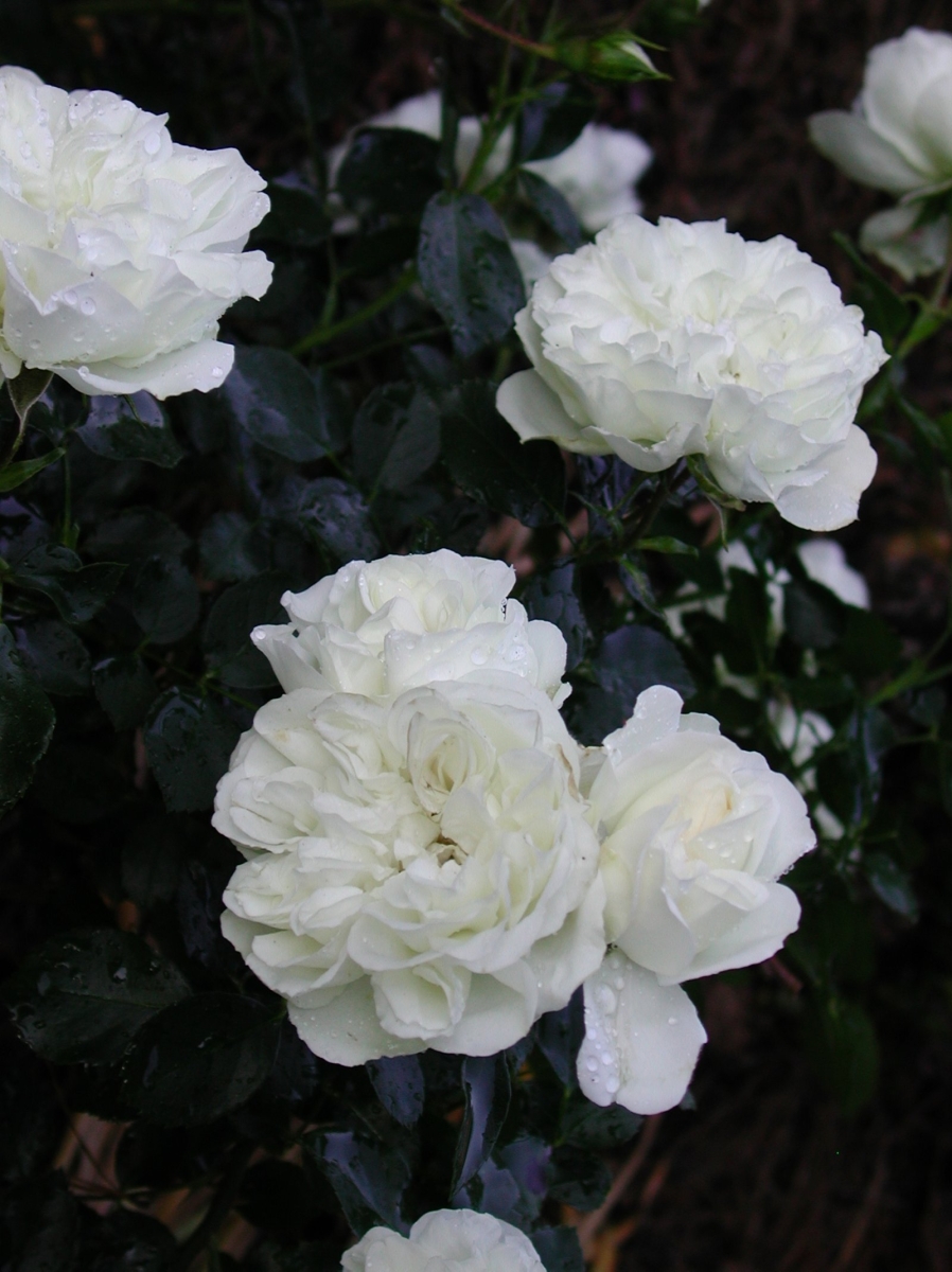 Rosa 'Bisous de Neige'