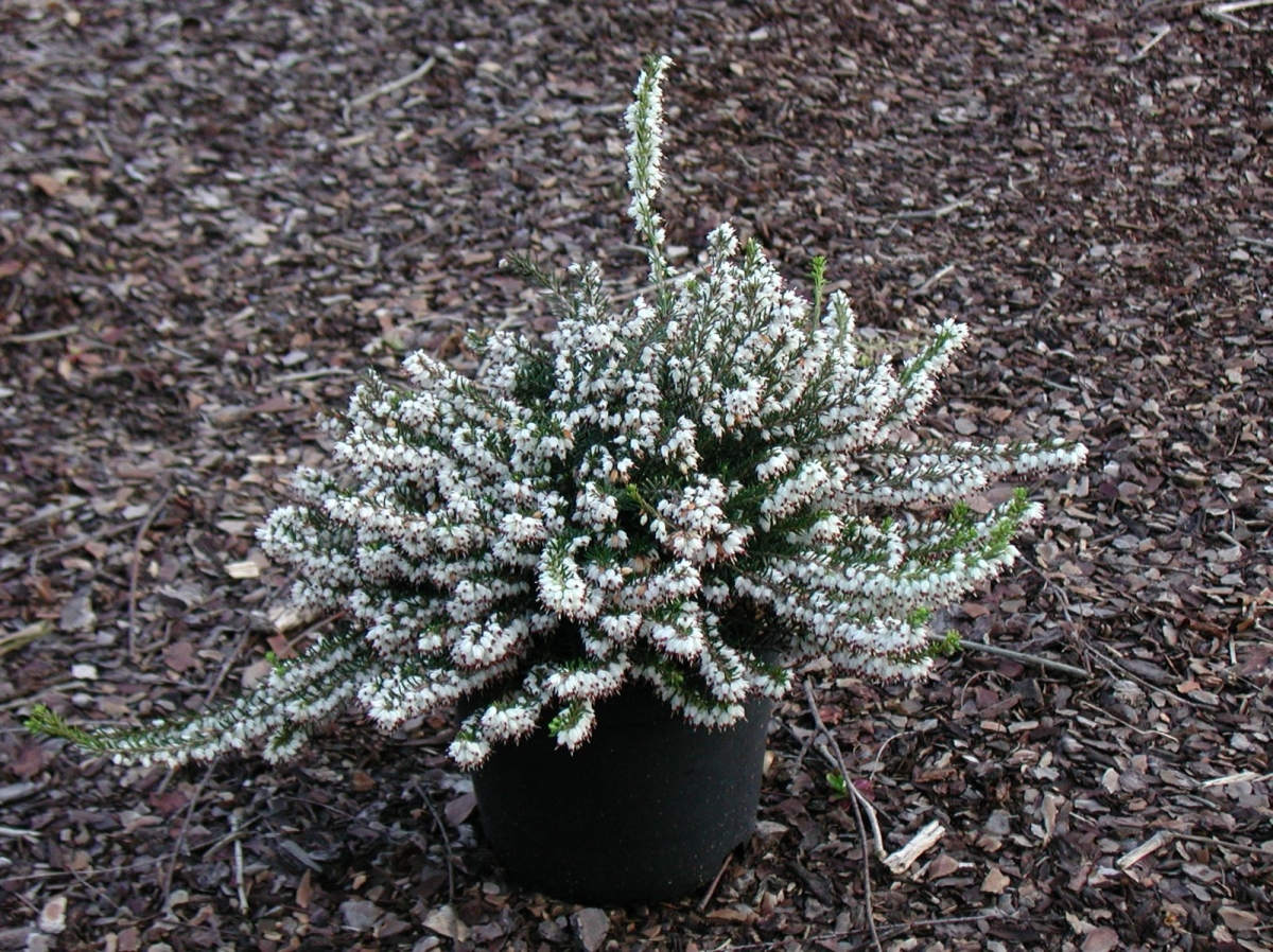 Bruyère de Darley