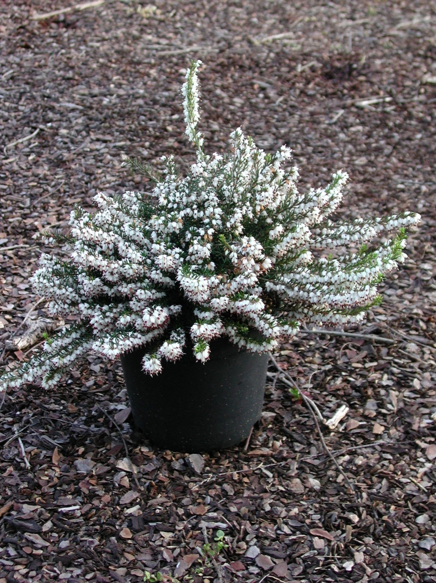 Bruyère de Darley
