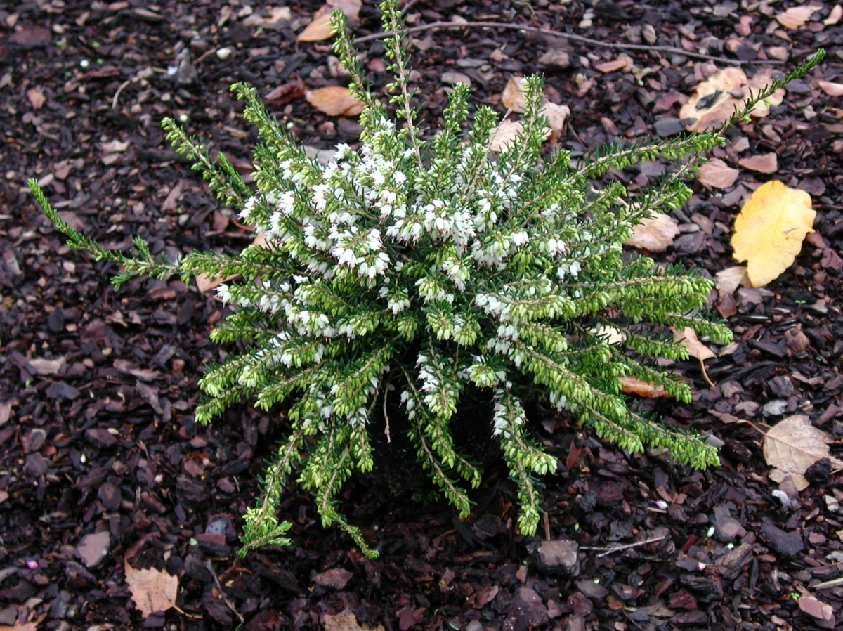 Bruyère de Darley