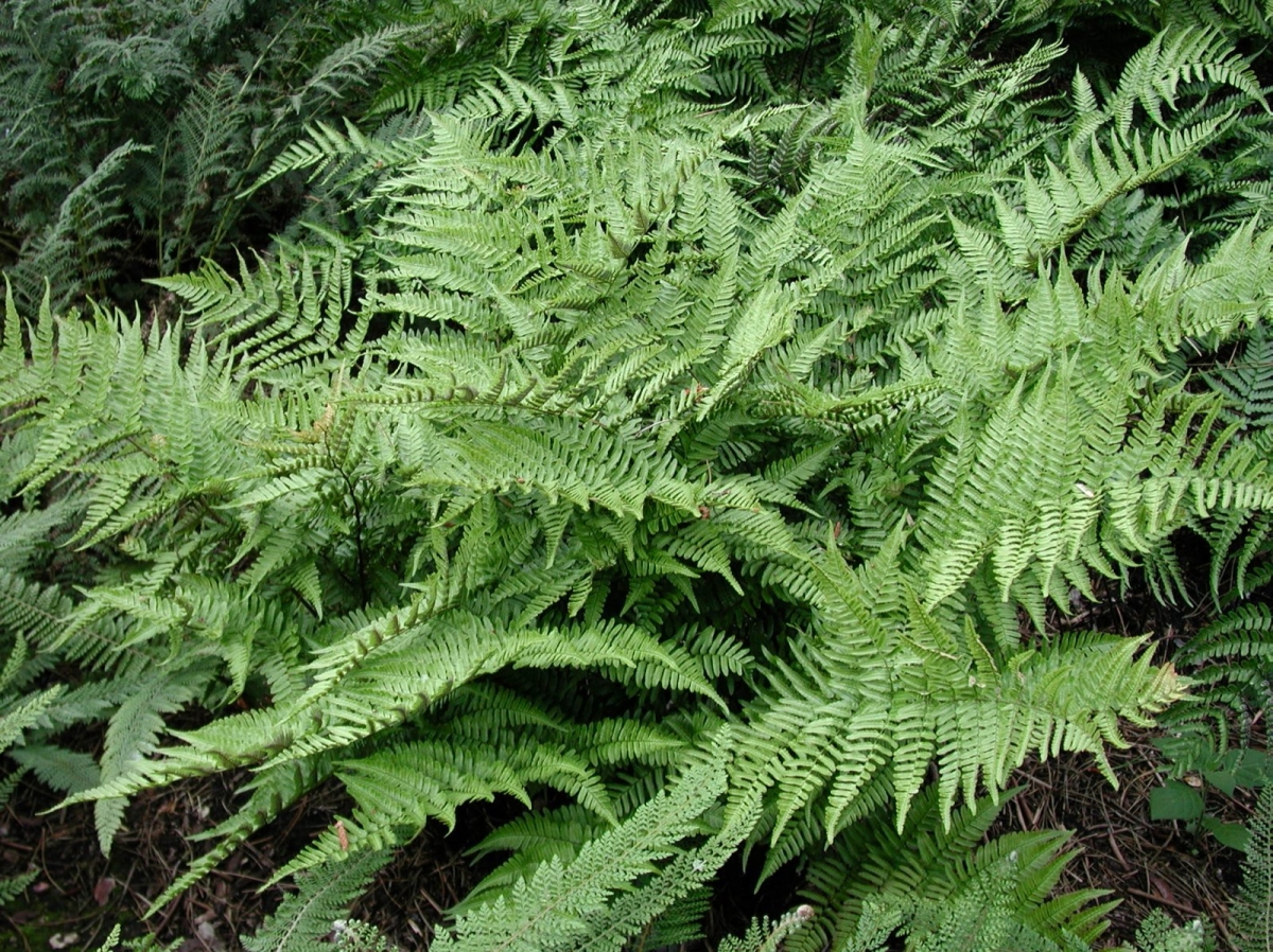 Fougère erythrosora Prolifica