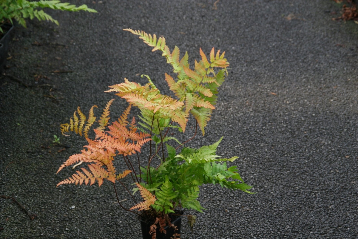 Fougère erythrosora Prolifica