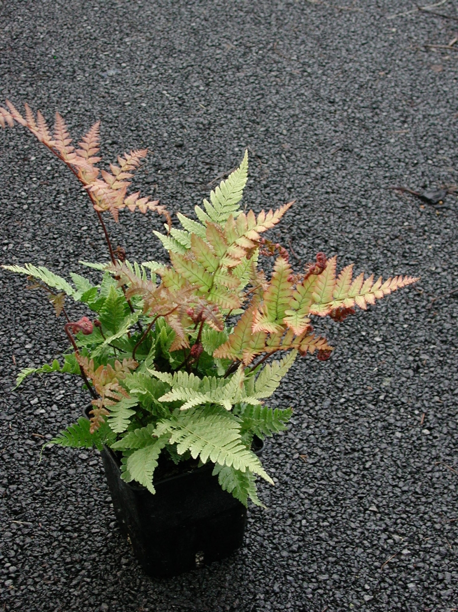 Fougère erythrosora Prolifica