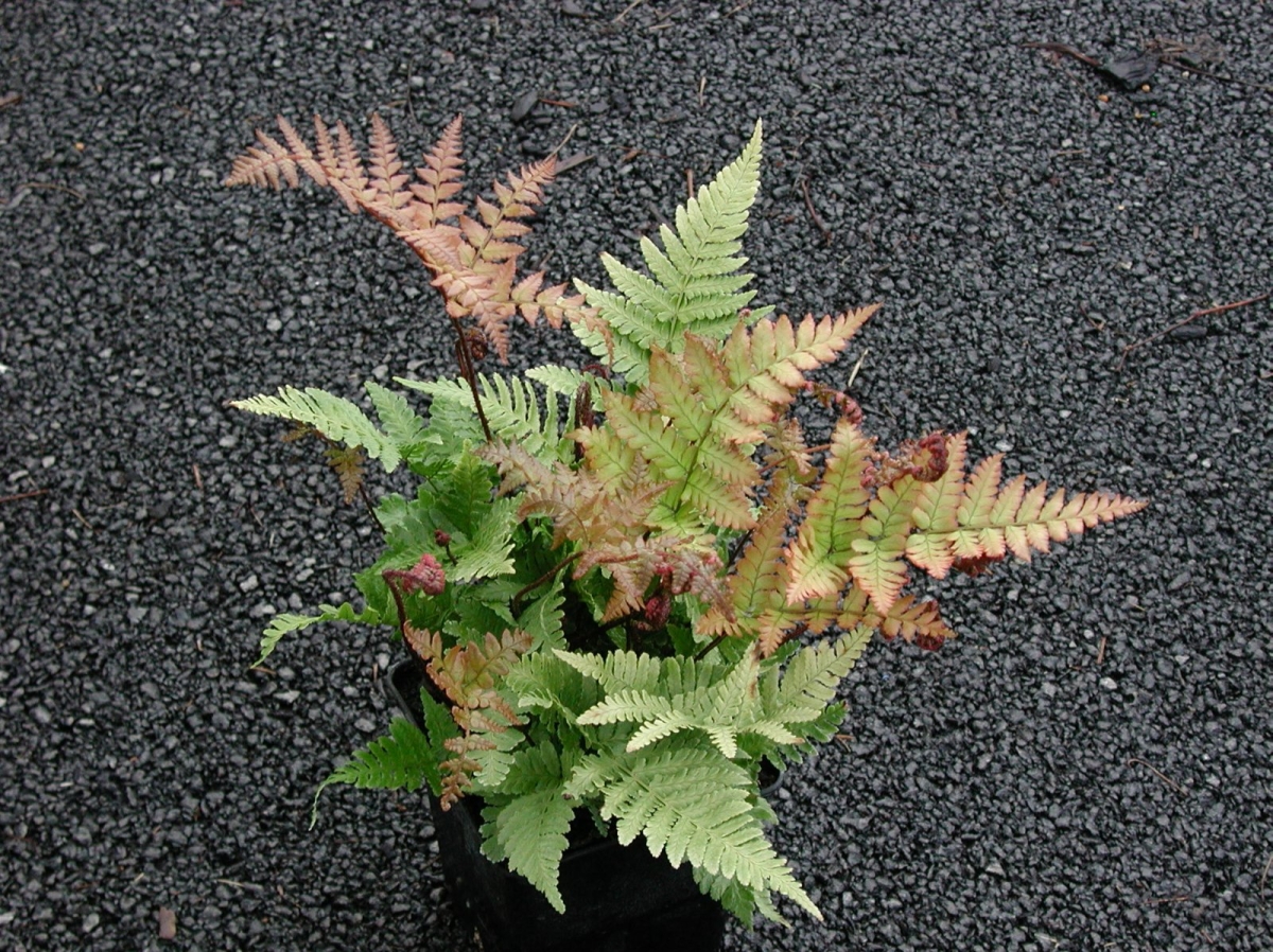 Fougère erythrosora Prolifica