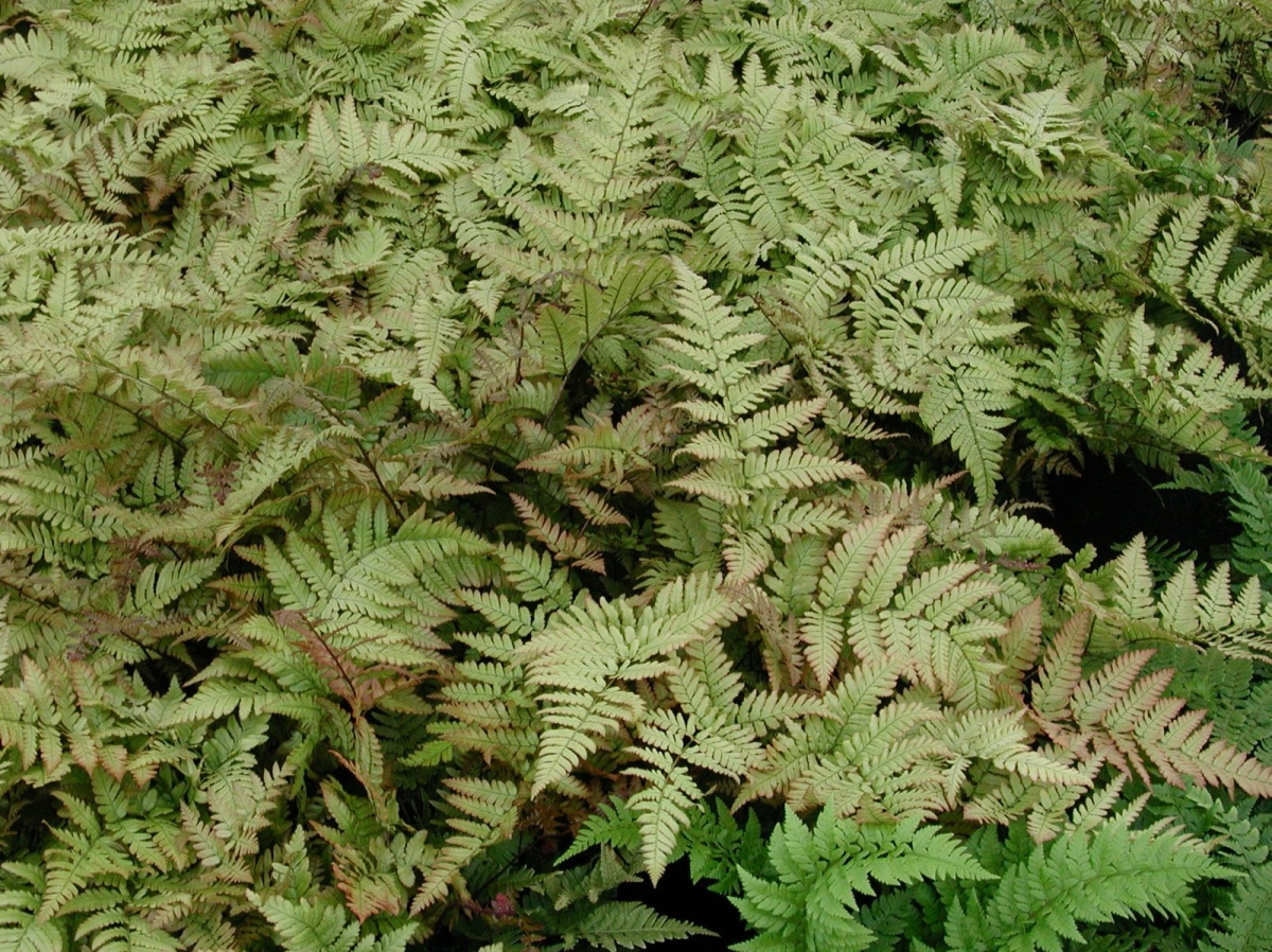 Fougère erythrosora Prolifica