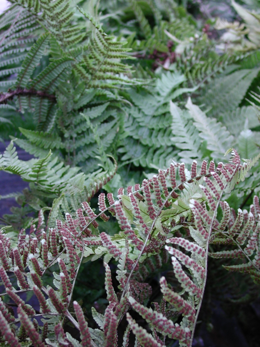 Fougère erythrosora Prolifica