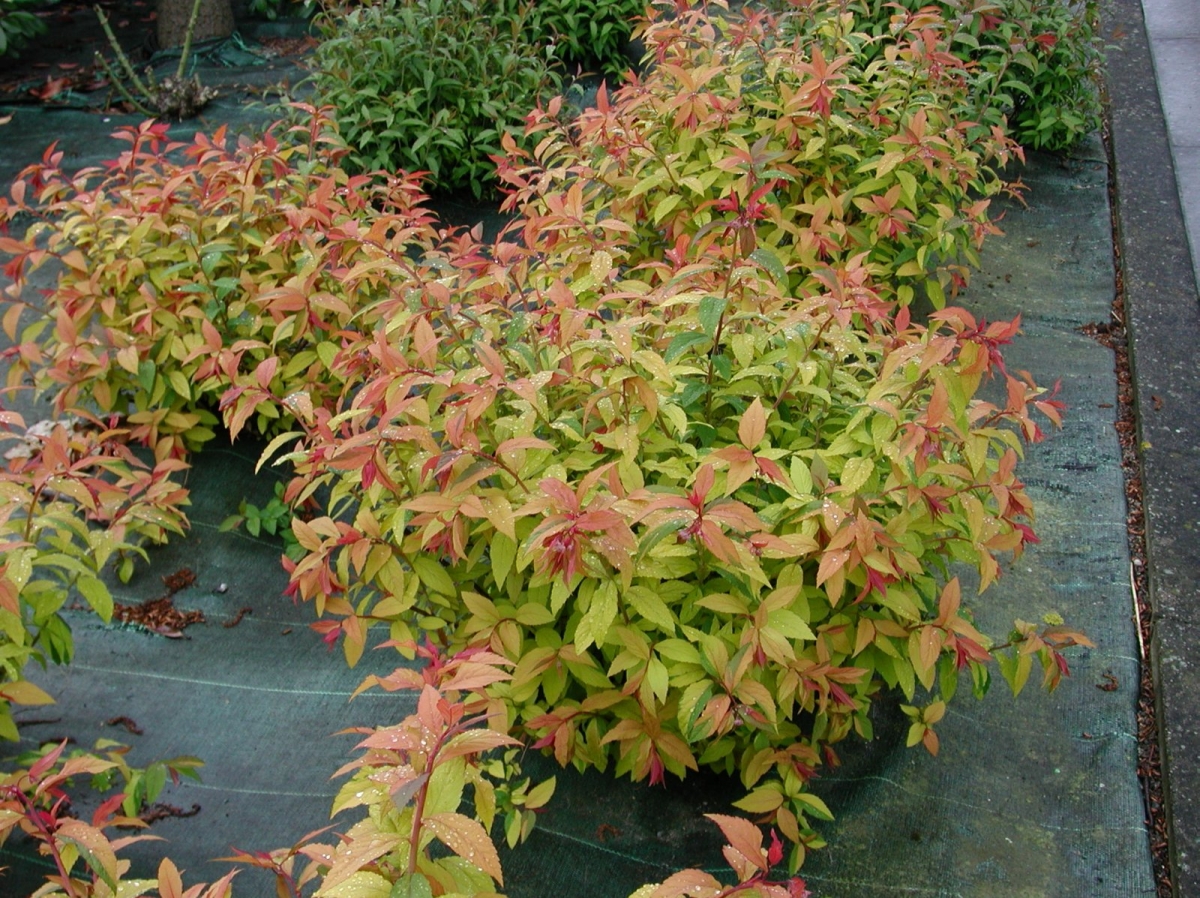 Spirée du Japon 'Goldflame'