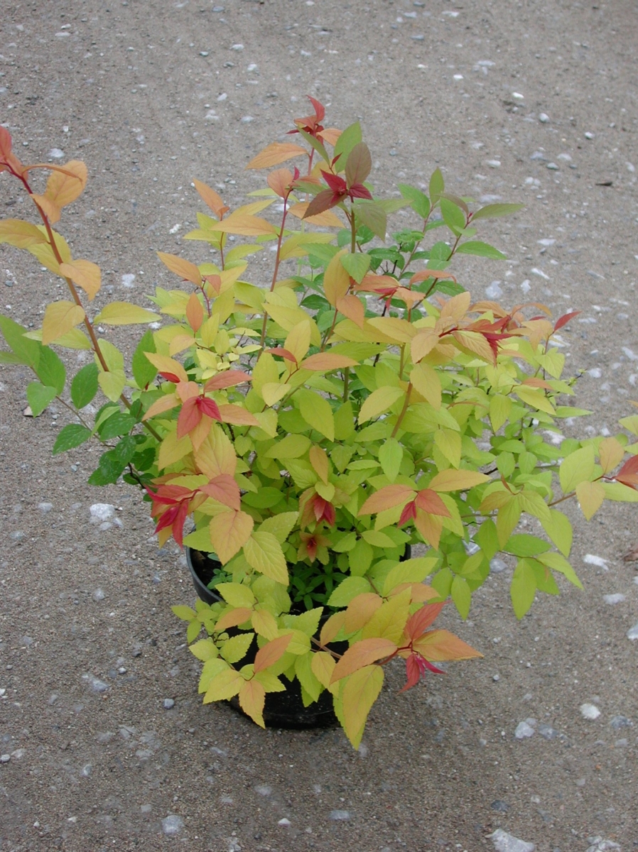 Spirée du Japon 'Goldflame'