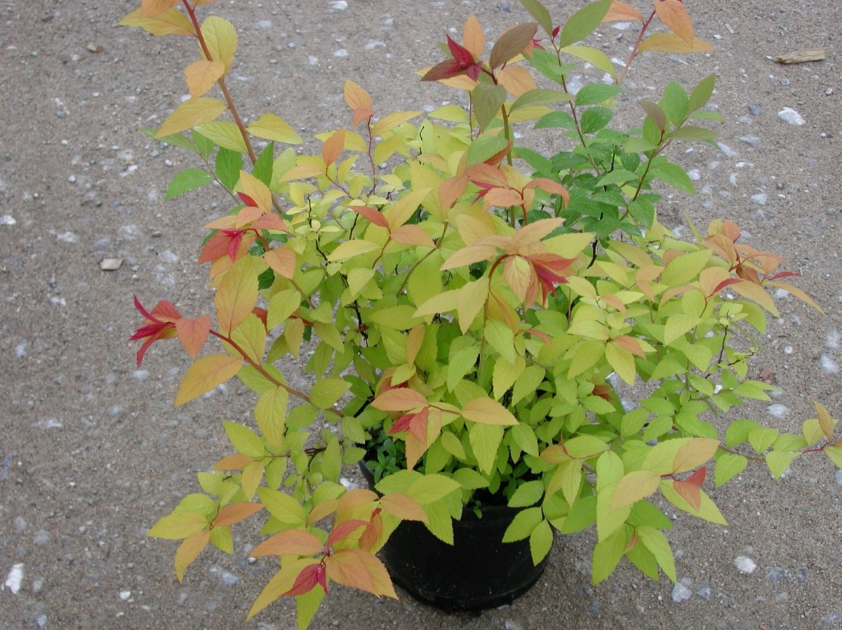 Spirée du Japon 'Goldflame'