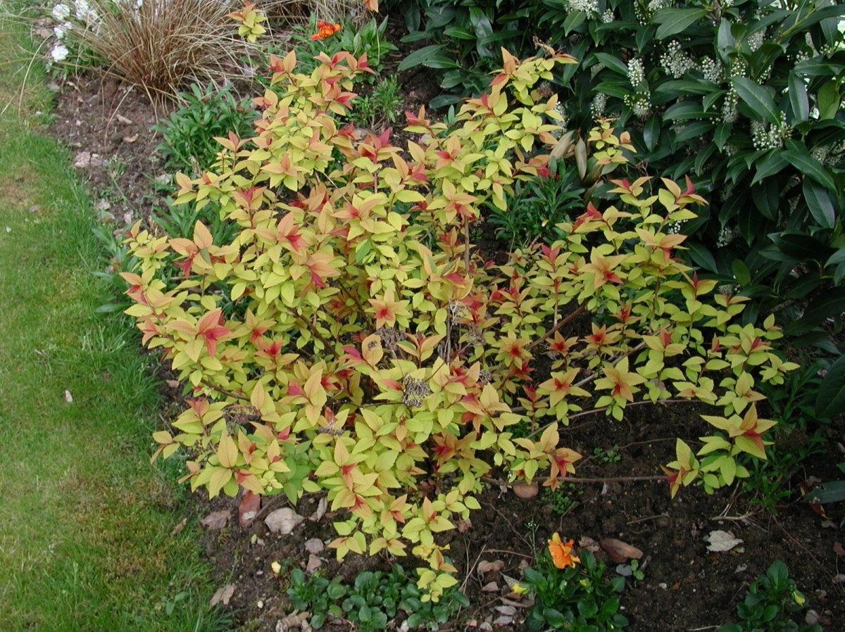 Spirée du Japon 'Goldflame'