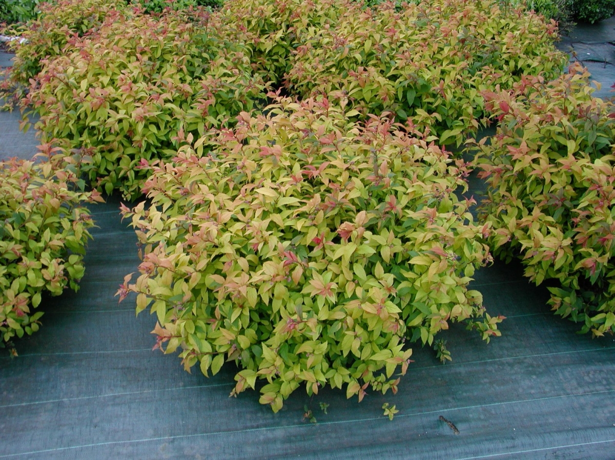 Spirée du Japon 'Goldflame'