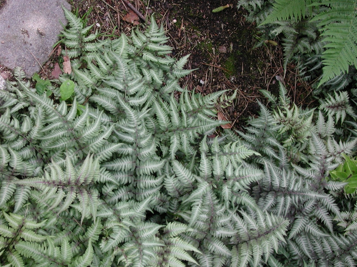 Fougère métallique Athyrium niponicum 'Metallicum'
