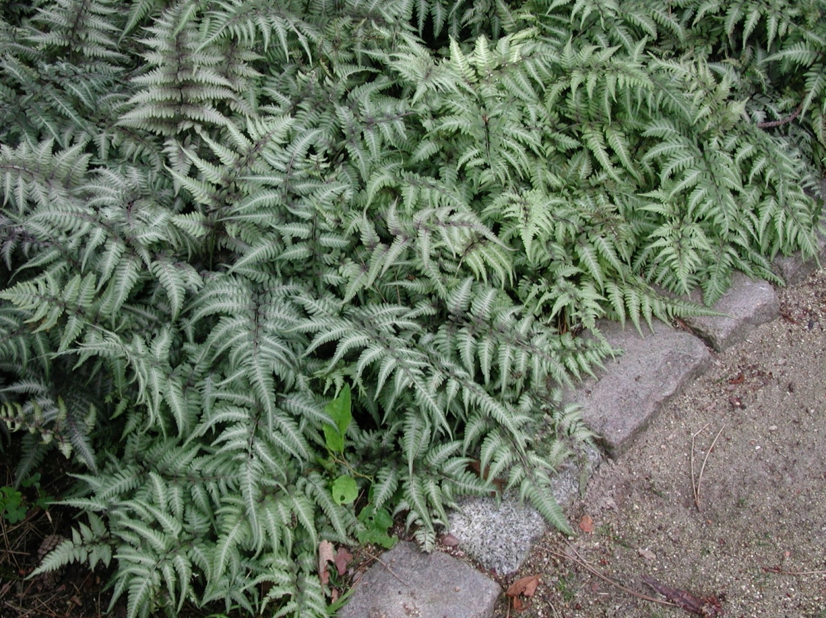 Fougère métallique Athyrium niponicum 'Metallicum'