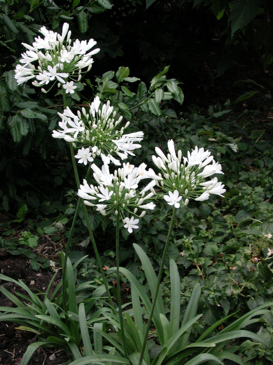 Agapanthe blanche