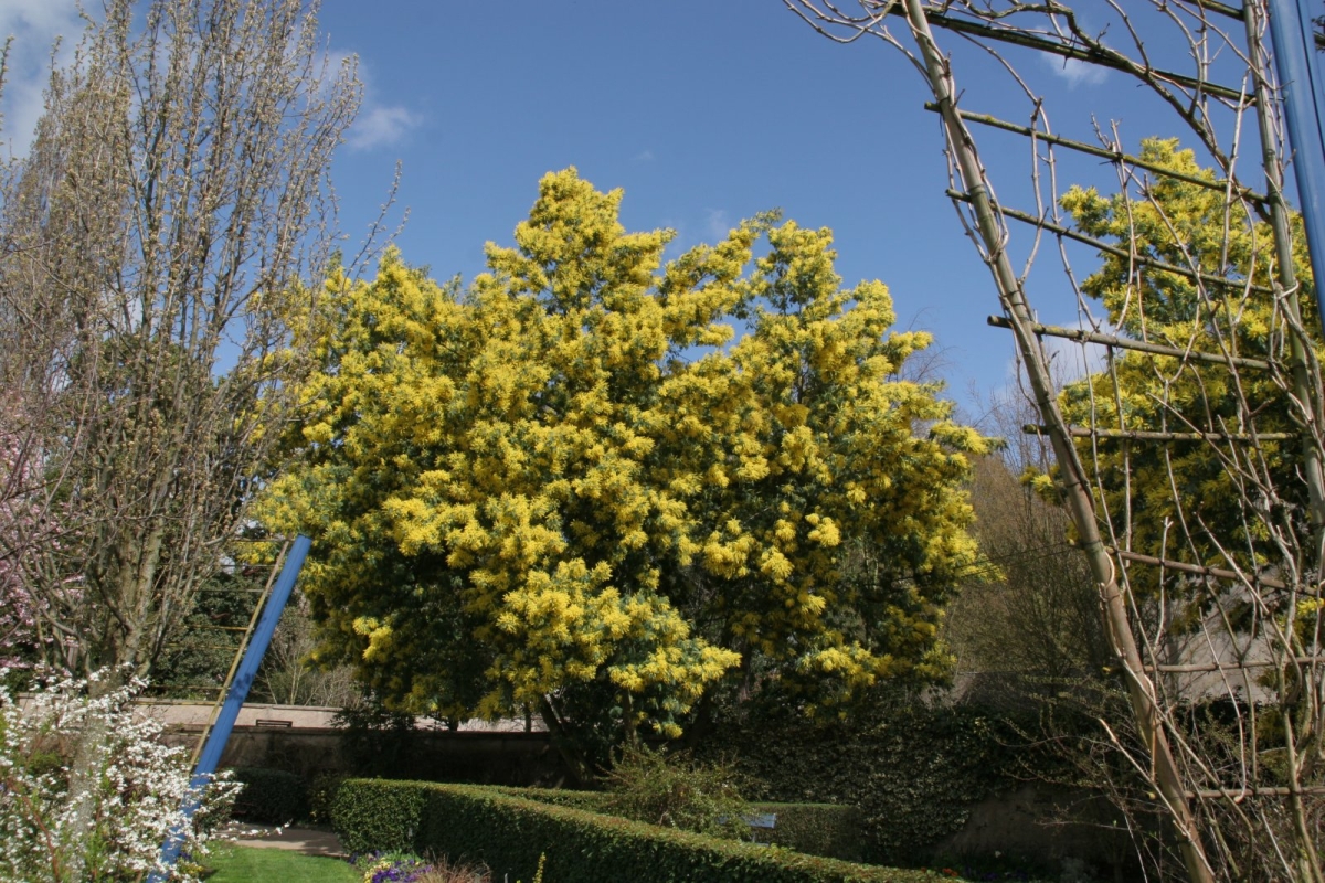 Acacia de Constantinople