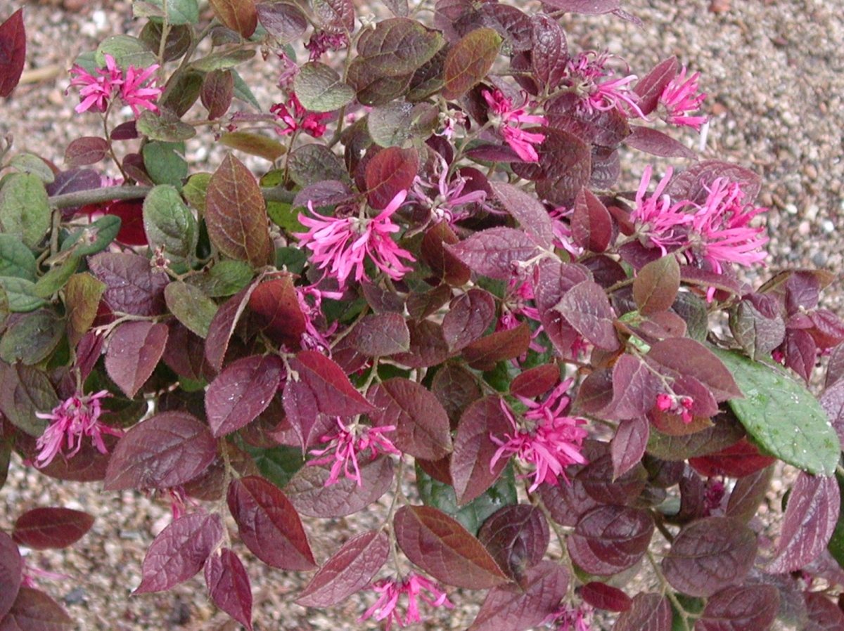 Loropetalum Black Pearl