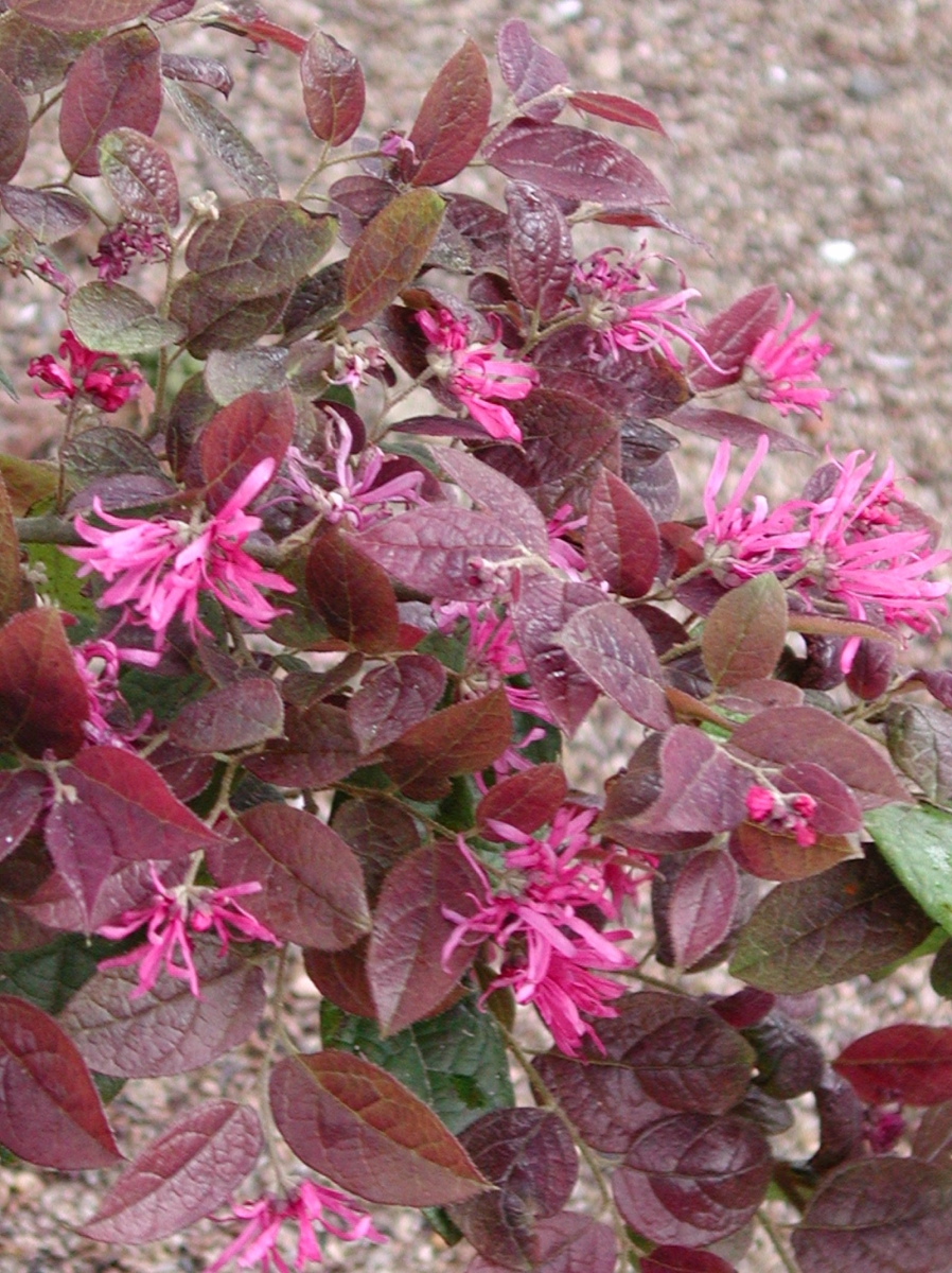 Loropetalum Black Pearl