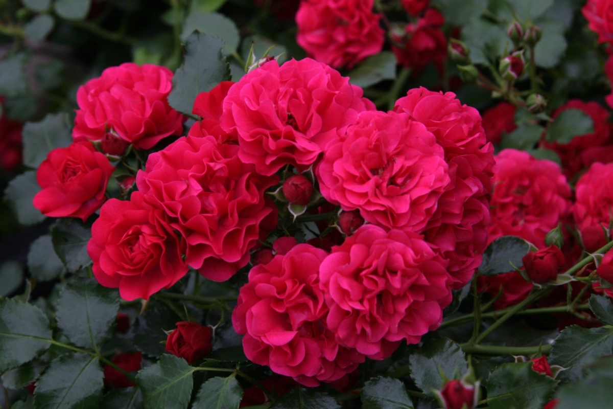 Rosier Toscana