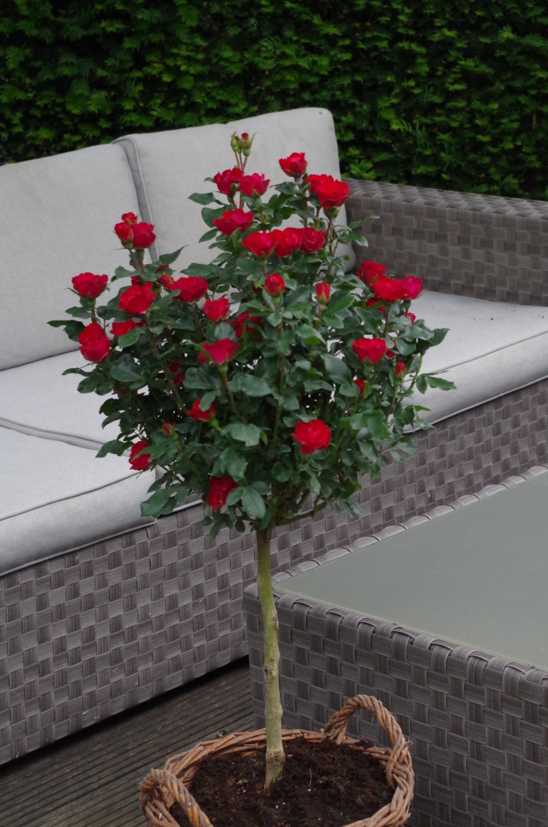 Rosier Zepeti