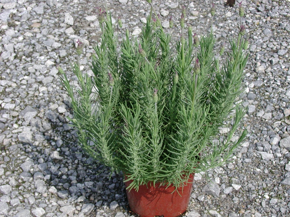 Lavande papillon 'Blue Star'