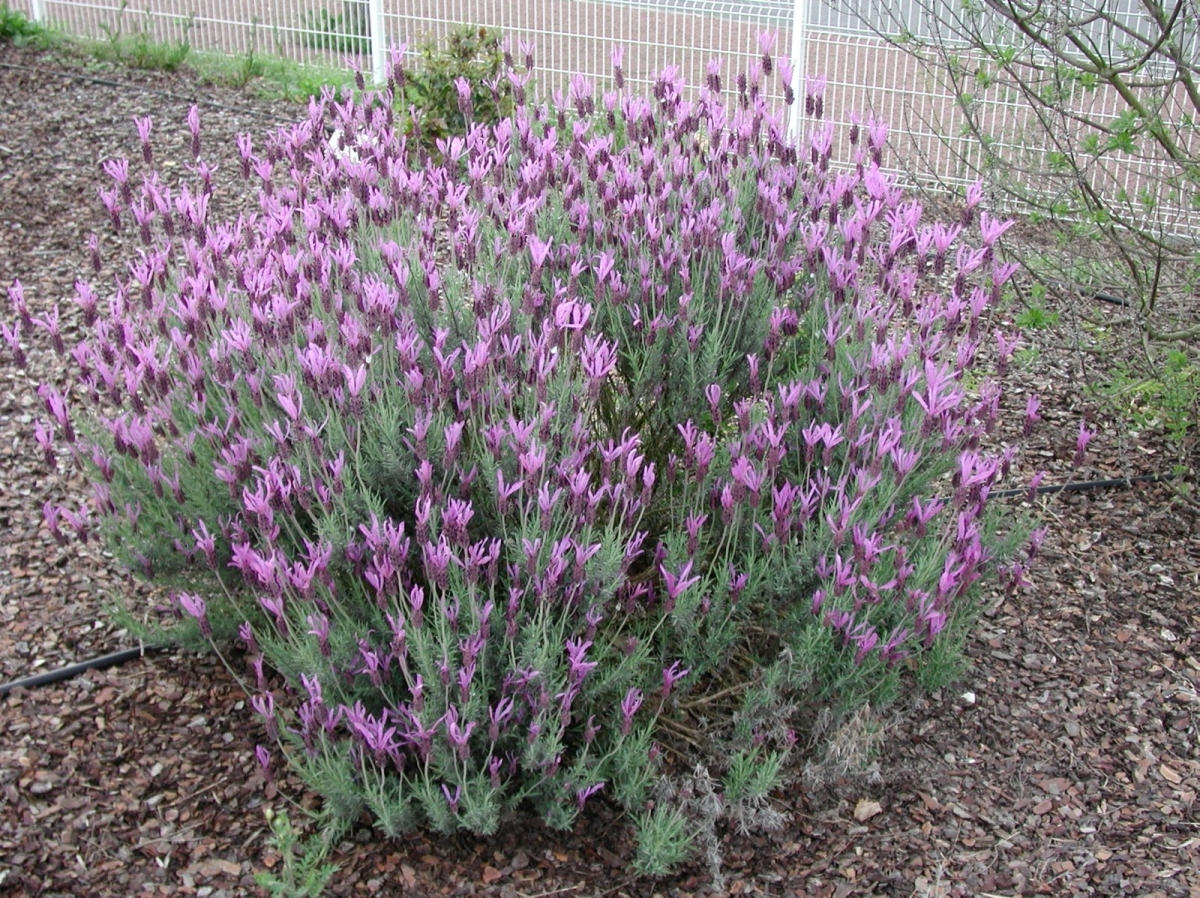 Lavande papillon 'Blue Star'