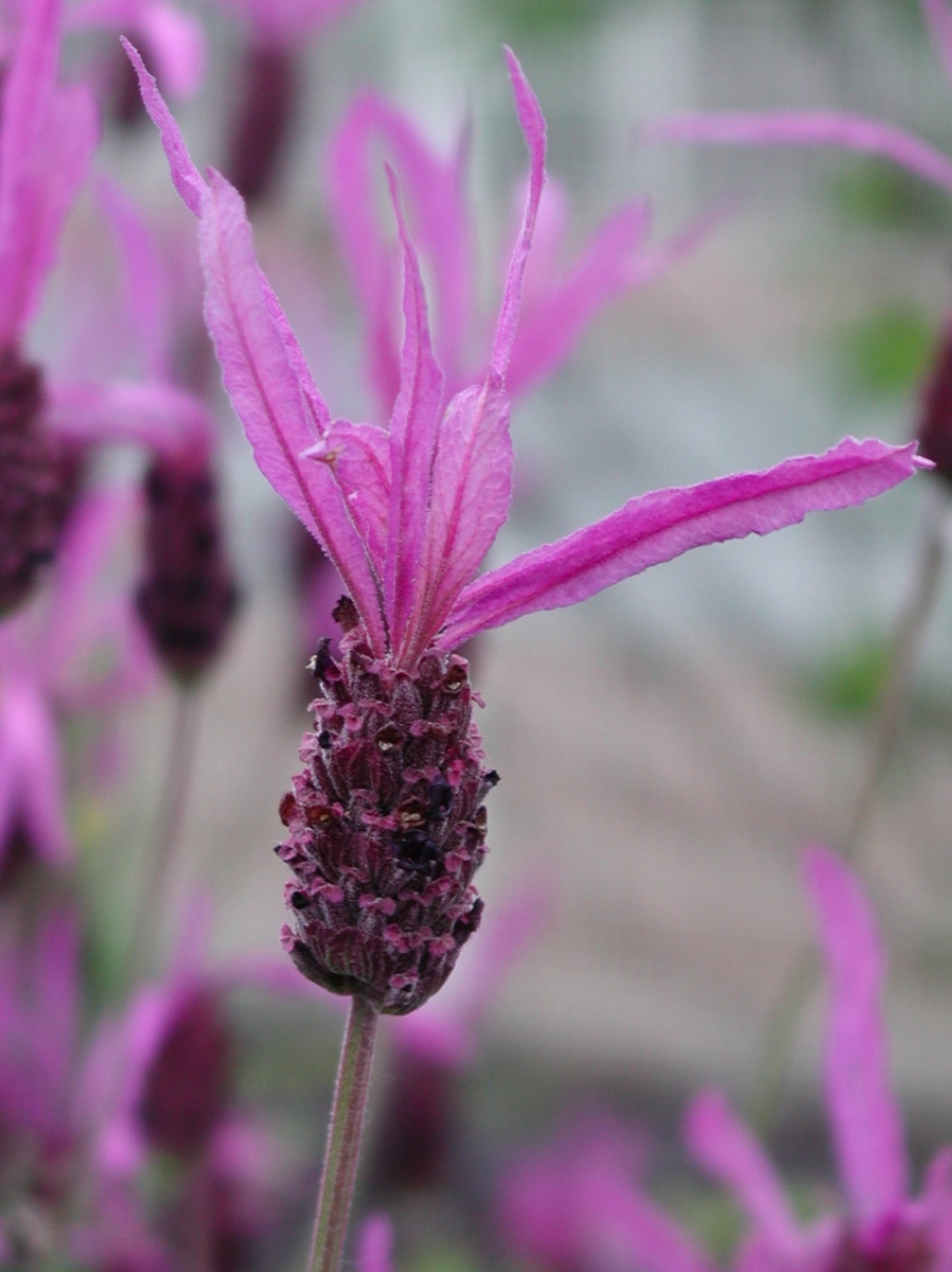 Lavande papillon 'Blue Star'