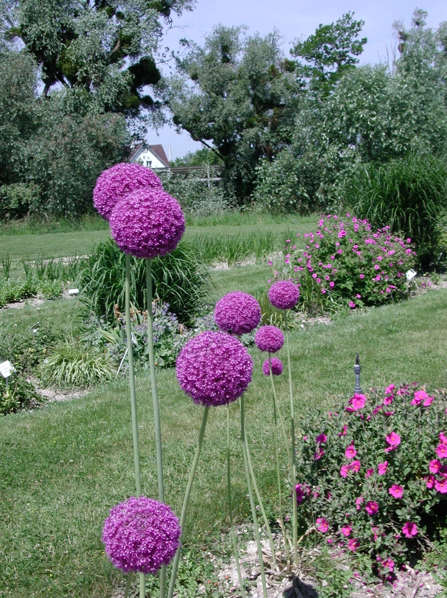 Ail d'ornement 'Millenium'
