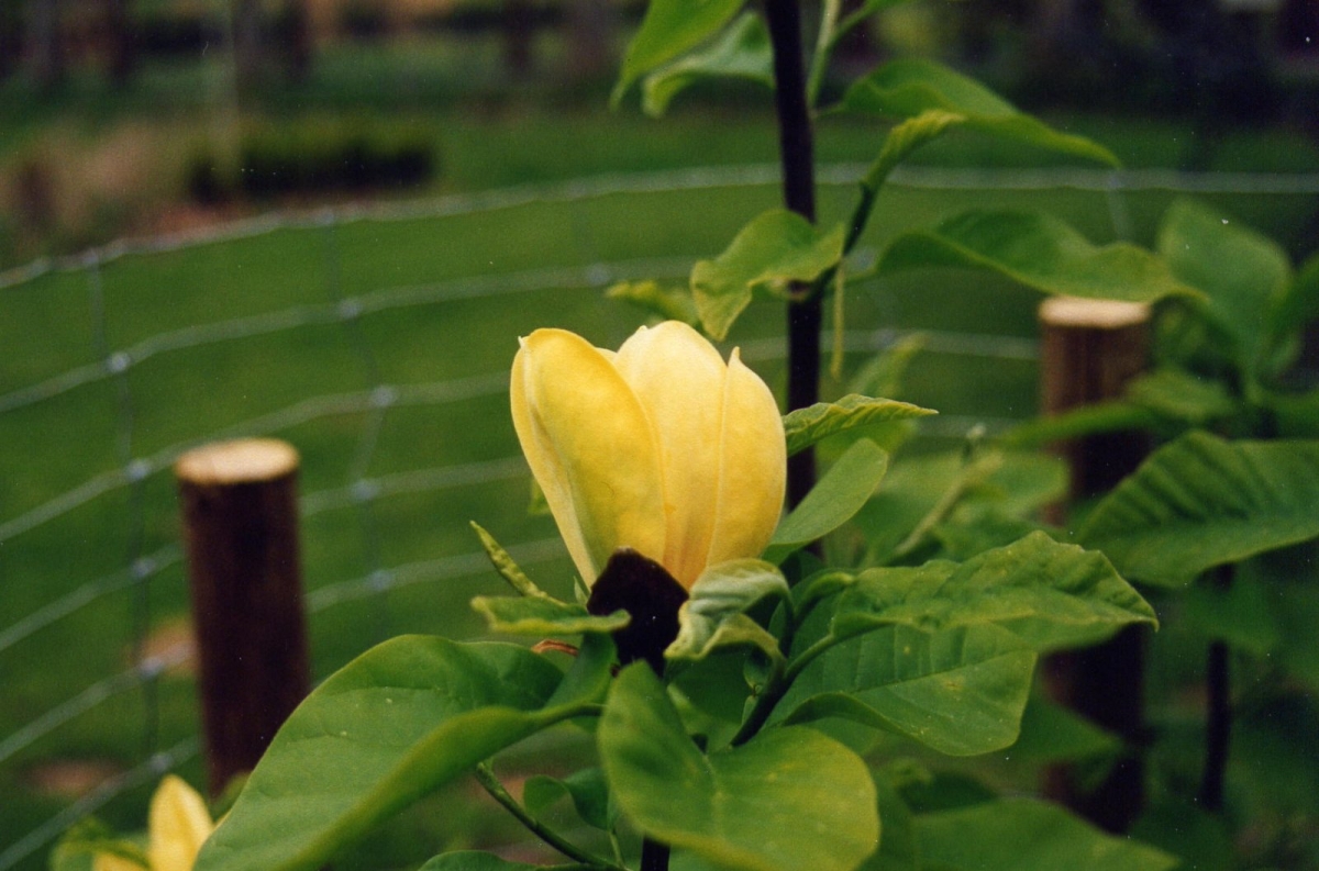 Magnolia 'Yellow Bird'