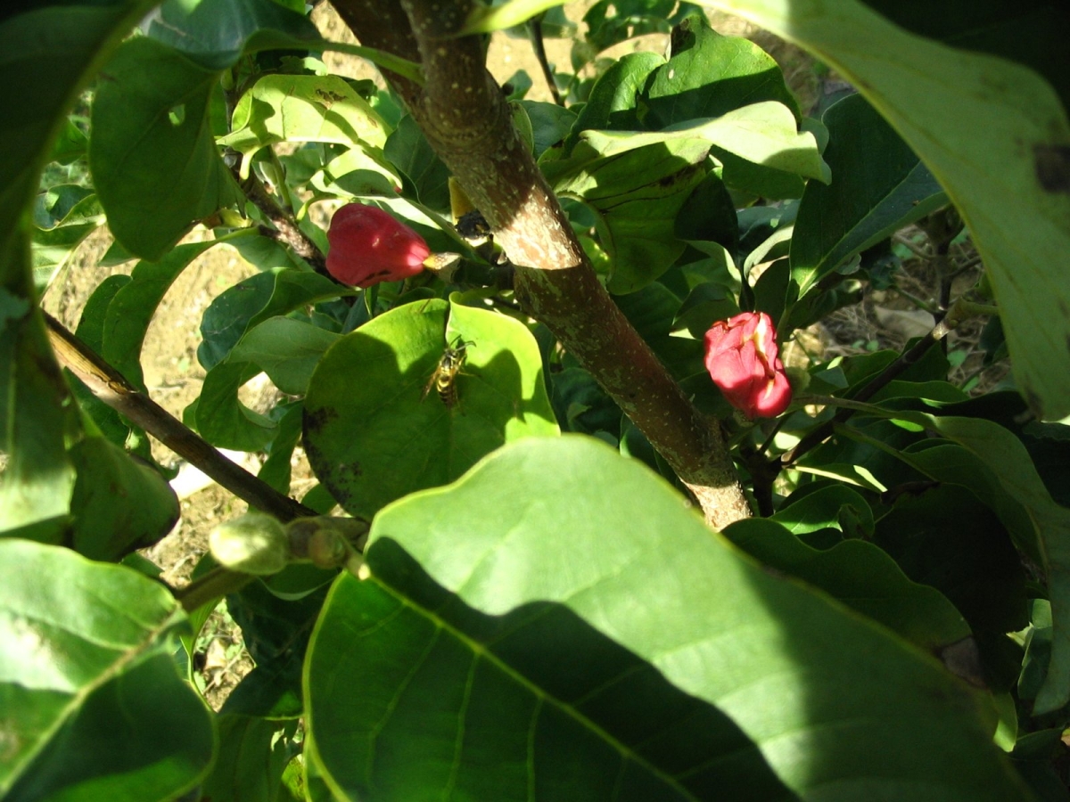 Magnolia 'Yellow Bird'