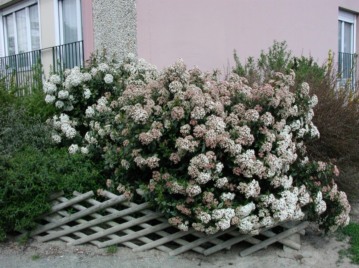 Laurier-tin Lisarose®
