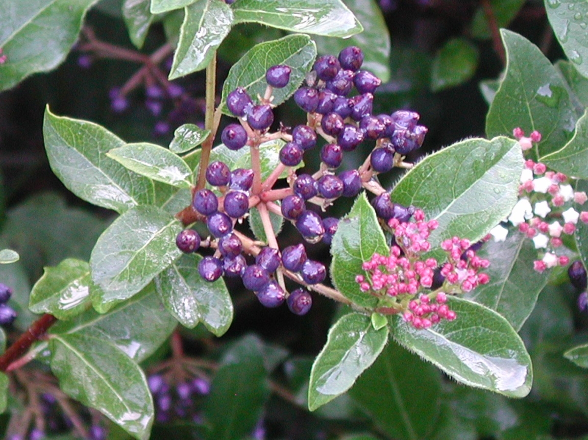 Laurier-tin Lisarose®