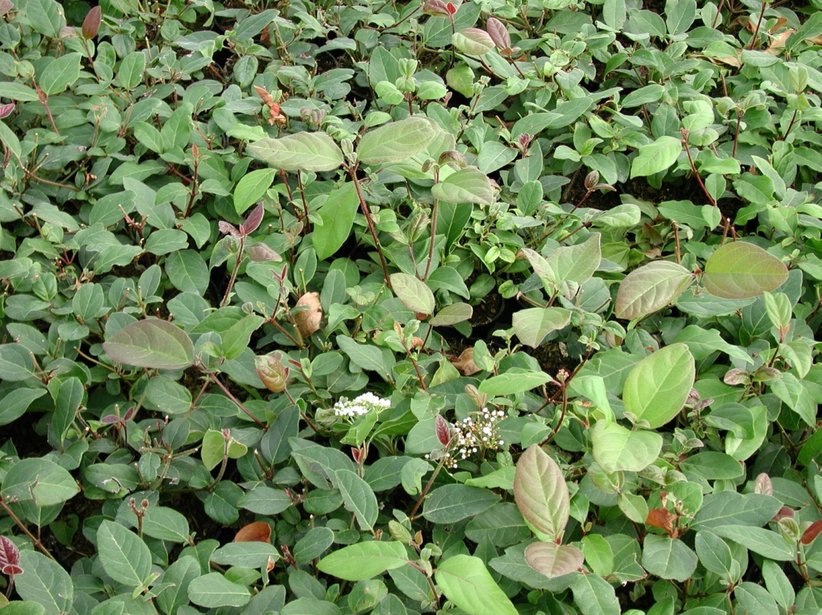 Laurier-tin Lisarose®