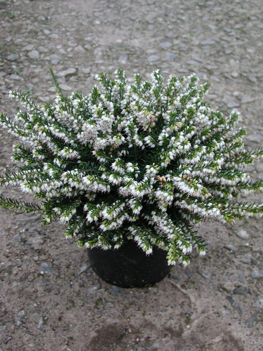 Bruyère 'White Perfection'