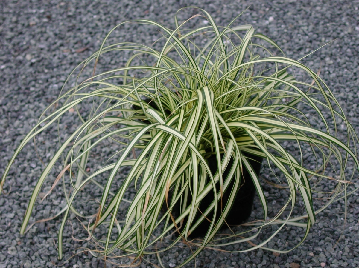 Carex oshimensis 'Evergold'
