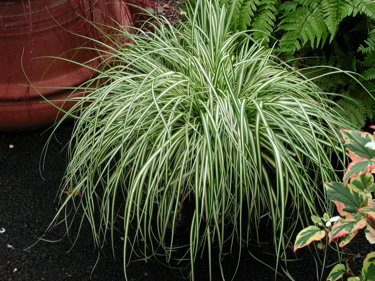 Carex oshimensis 'Evergold'