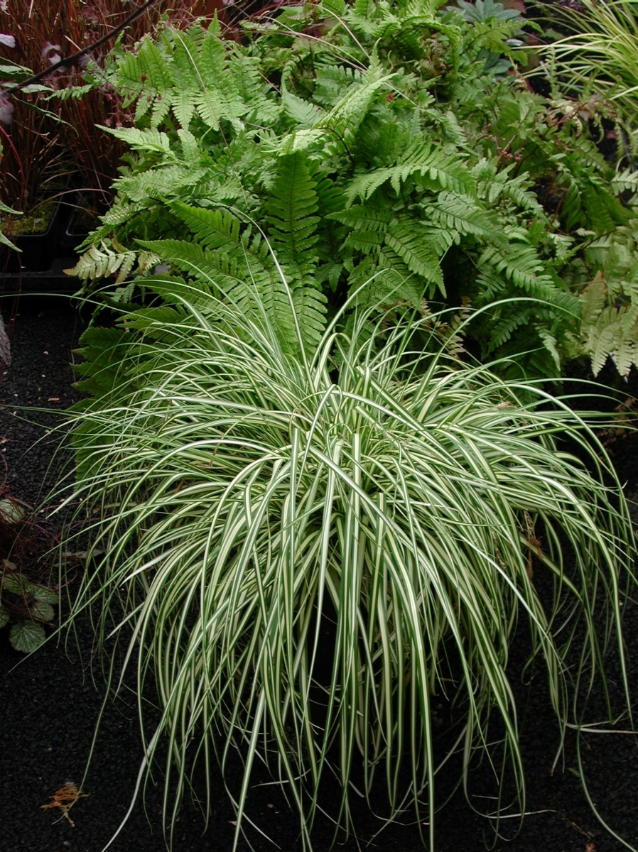 Carex oshimensis 'Evergold'