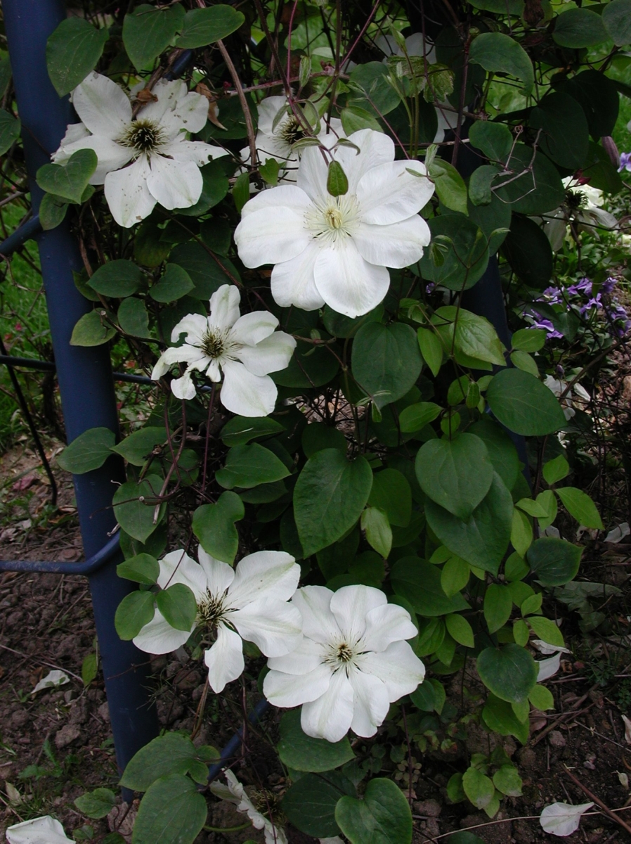 Clématite 'Jean Paul II'