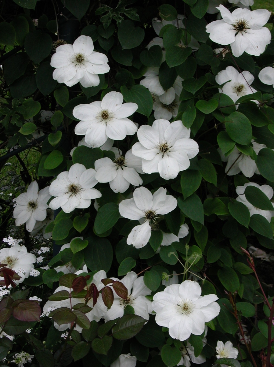 Clématite 'Jean Paul II'