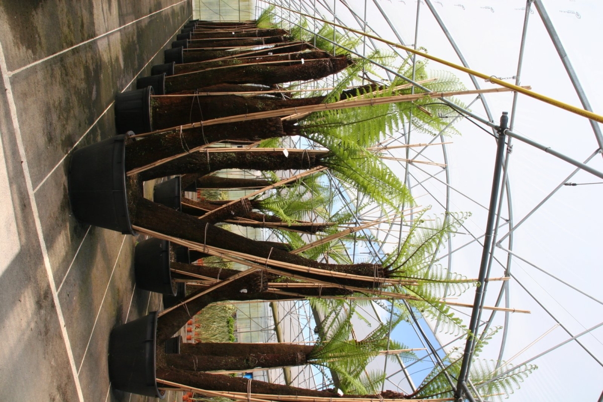 Fougère arborescente