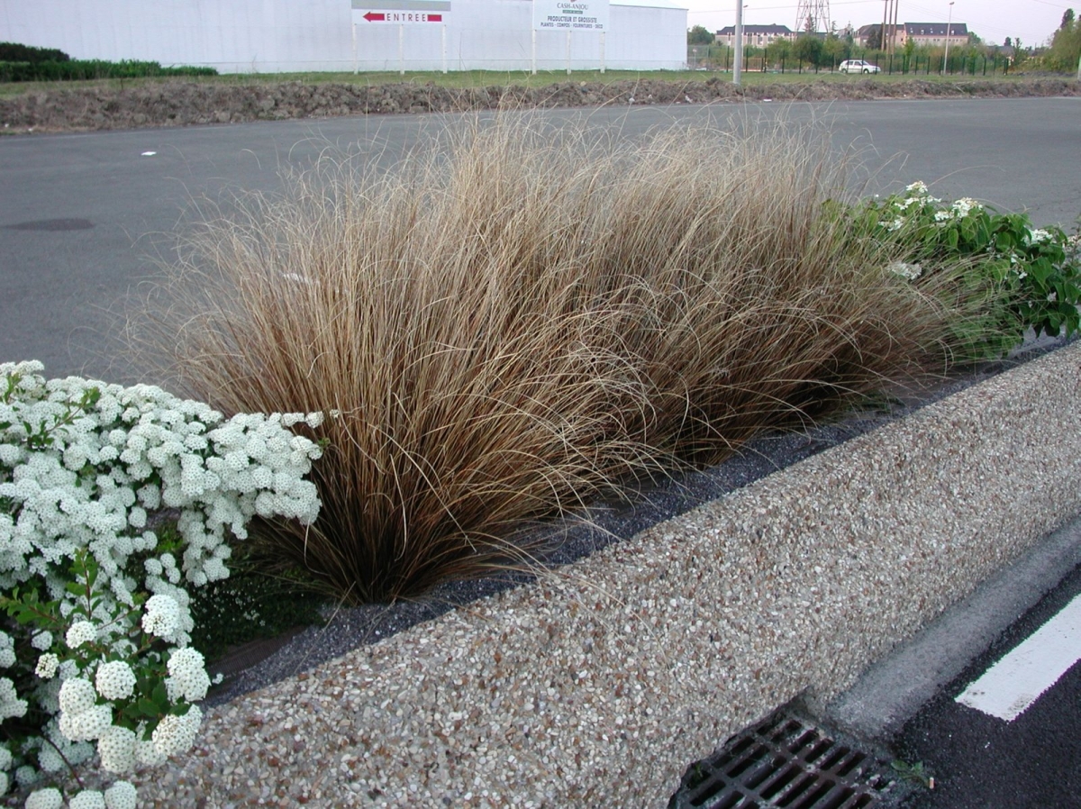 Carex Red Rooster